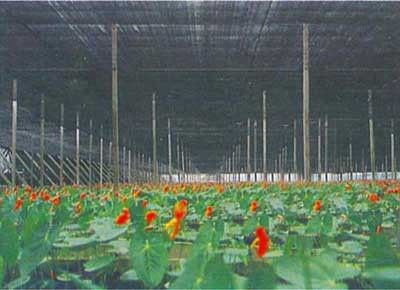 زراعة دفيئة ظل تشبيك, 2x100m, 30gsm - 300gsm