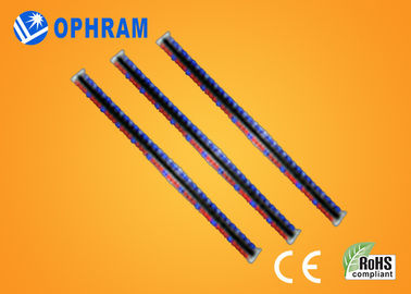 ينمو سطوع عال Epistar IP65 أحمر و led أزرق ضوء مع ce/ROHS