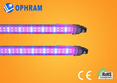 50Hz/60Hz 230V/240V يشبع ينمو طيف led ضوء لخضرة