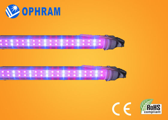 قوة عال IP20 بندورة/خس/قنّب هنديّ ينمو داخليّ يقود ضوء AC85V-265V