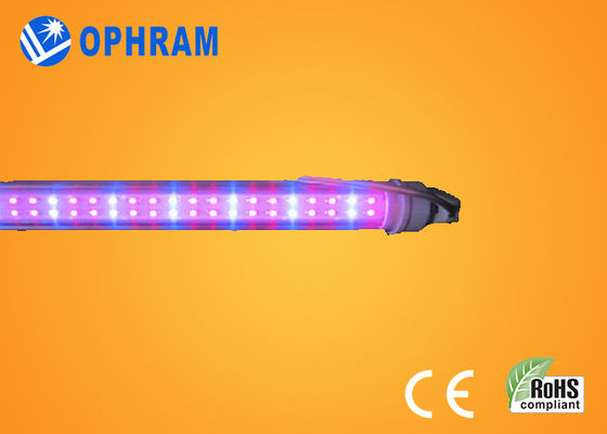 قوة عال IP20 بندورة/خس/قنّب هنديّ ينمو داخليّ يقود ضوء AC85V-265V