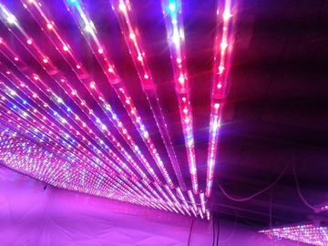 G13 led ينمو معمل ضوء أحمر و Hydroponic أزرق لزراعة دفيئة